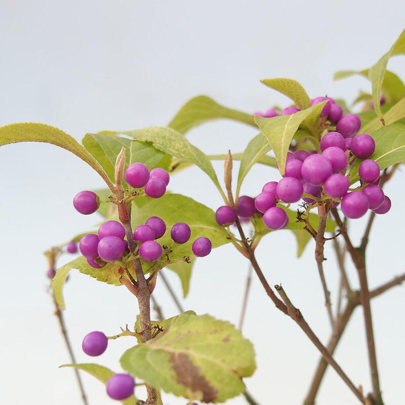 Outdoor bonsai - callicarpa jap Leucocarpa