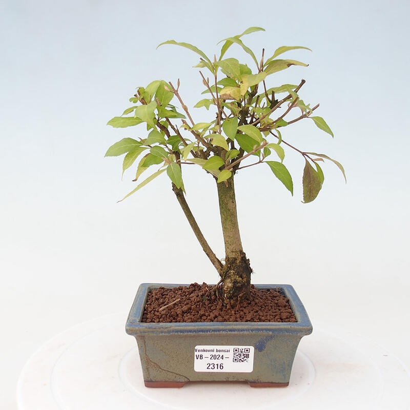 Outdoor bonsai - callicarpa jap Leucocarpa