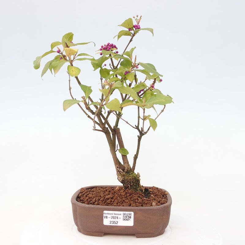 Outdoor bonsai - callicarpa jap Leucocarpa