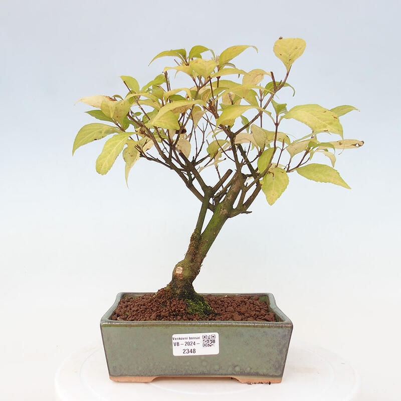 Outdoor bonsai - callicarpa jap Leucocarpa