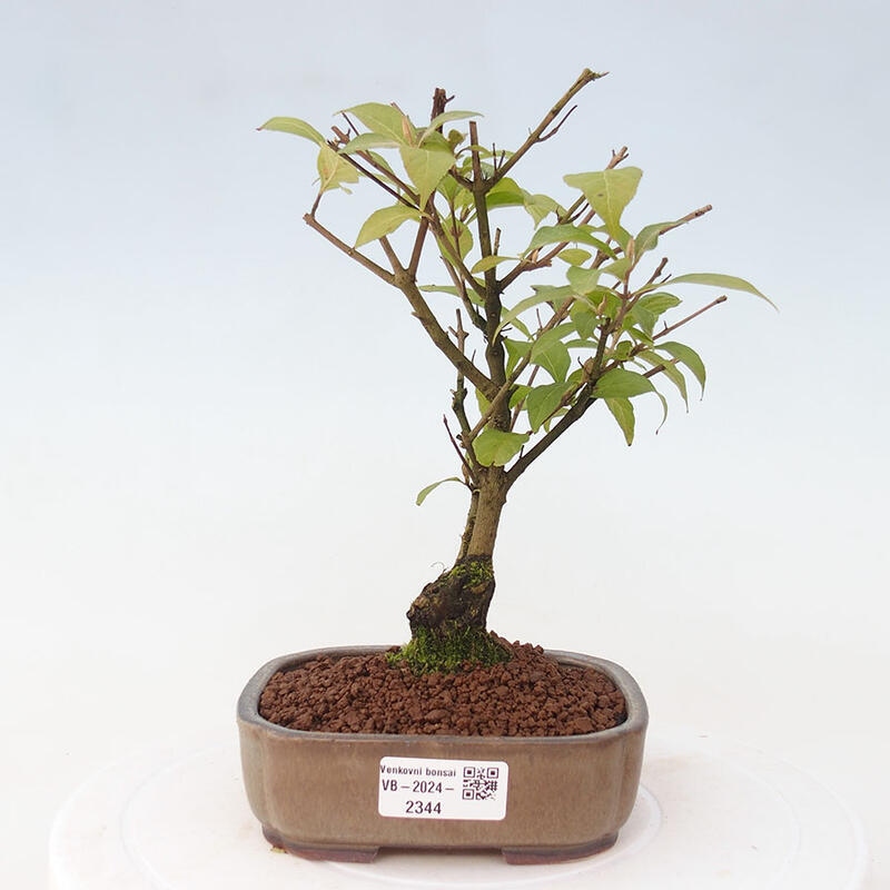 Outdoor bonsai - callicarpa jap Leucocarpa