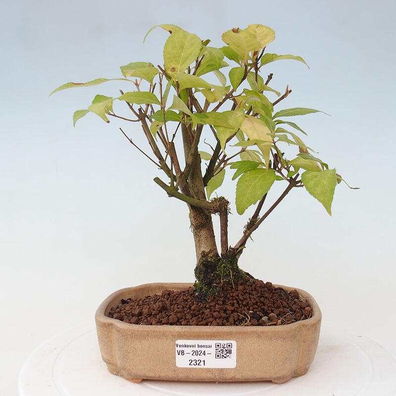 Outdoor bonsai - callicarpa jap Leucocarpa