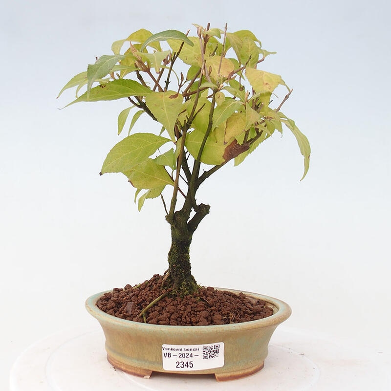 Outdoor bonsai - callicarpa jap Leucocarpa