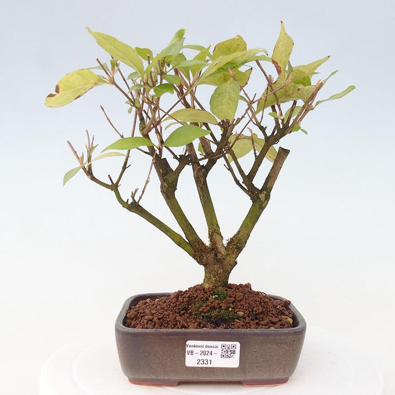 Outdoor bonsai - callicarpa jap Leucocarpa