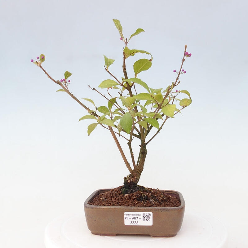 Outdoor bonsai - callicarpa jap Leucocarpa