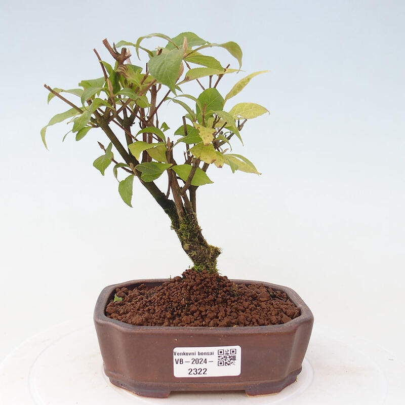 Outdoor bonsai - callicarpa jap Leucocarpa