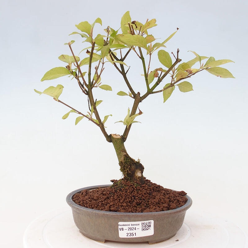 Outdoor bonsai - callicarpa jap Leucocarpa