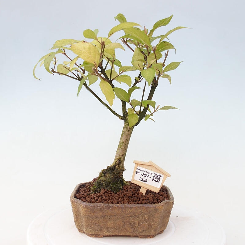 Outdoor bonsai - callicarpa jap Leucocarpa