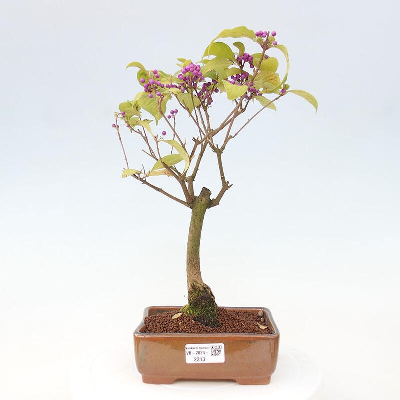 Outdoor bonsai - callicarpa jap Leucocarpa