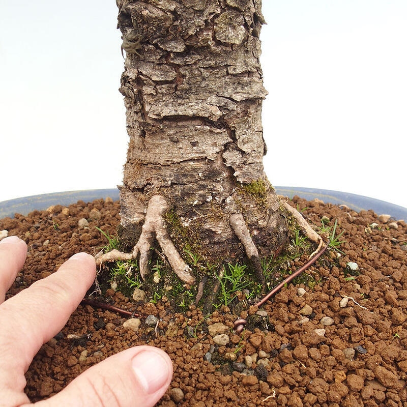 Outdoor bonsai - Larix decidua - Deciduous larch