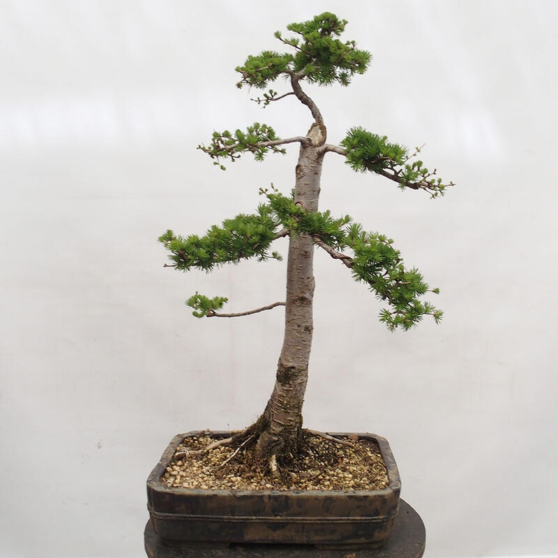 Outdoor bonsai - Larix decidua - Deciduous larch