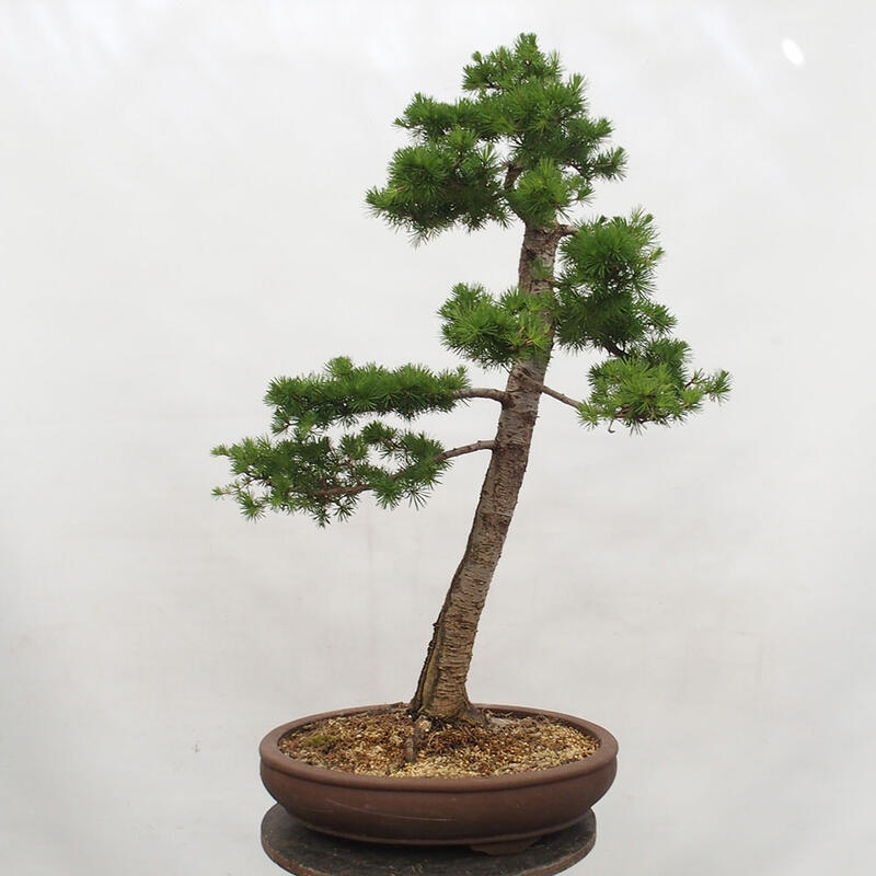 Outdoor bonsai - Larix decidua - Deciduous larch