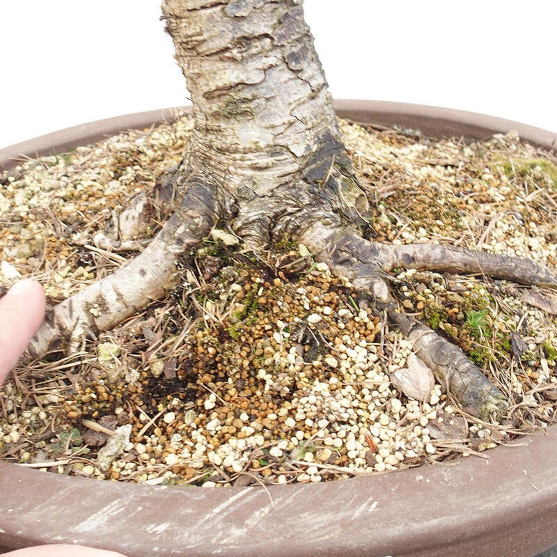 Outdoor bonsai - Larix decidua - Deciduous larch