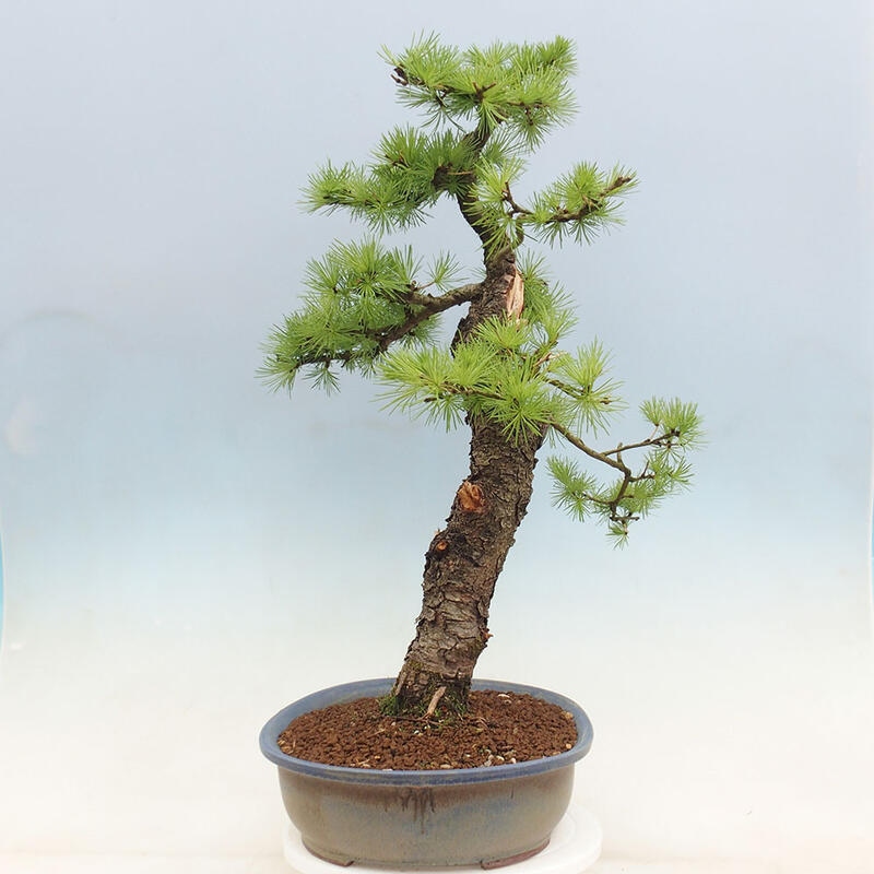 Outdoor bonsai - Larix decidua - Deciduous larch