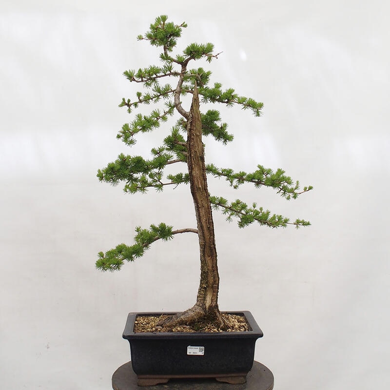 Outdoor bonsai - Larix decidua - Deciduous larch