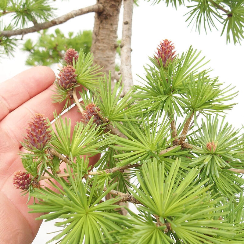 Outdoor bonsai - Larix decidua - Deciduous larch