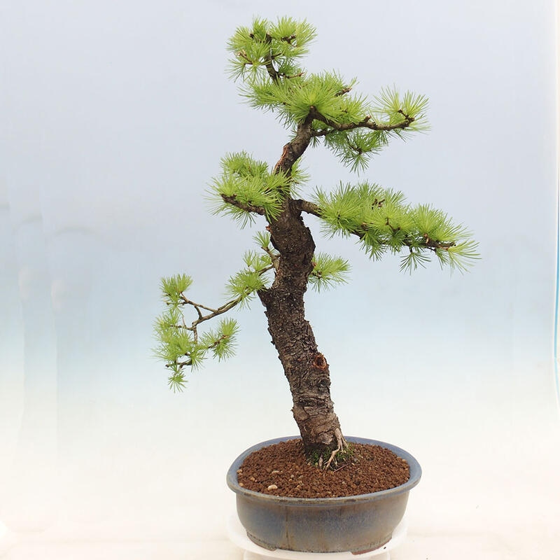 Outdoor bonsai - Larix decidua - Deciduous larch