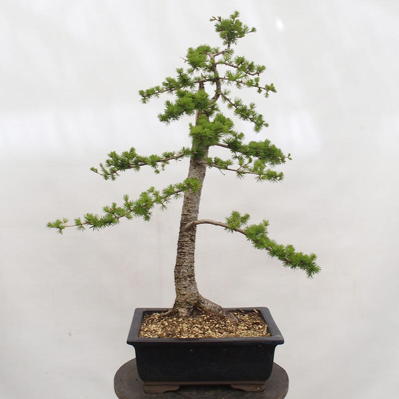 Outdoor bonsai - Larix decidua - Deciduous larch