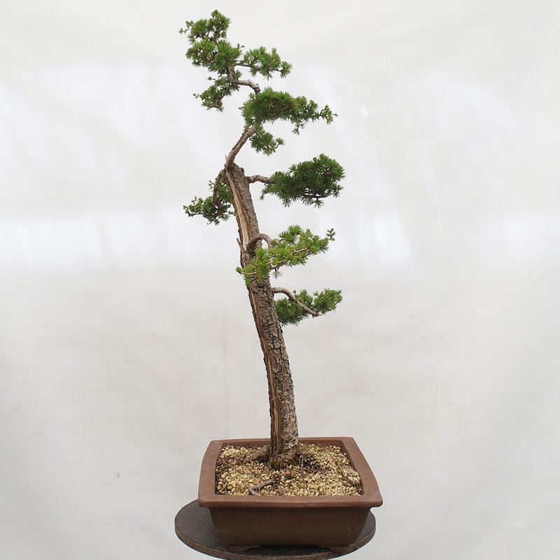 Outdoor bonsai - Larix decidua - Deciduous larch