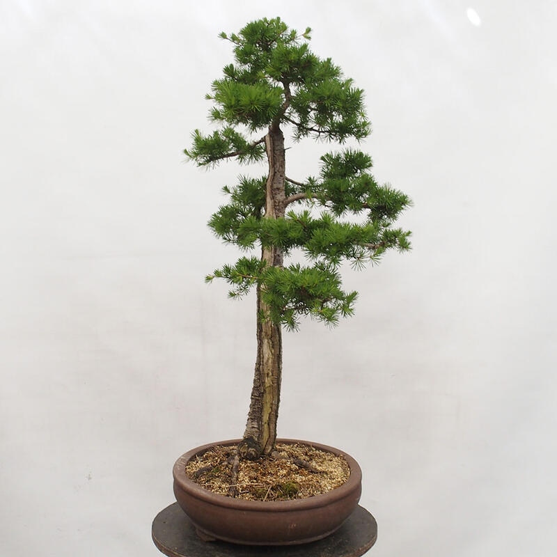 Outdoor bonsai - Larix decidua - Deciduous larch