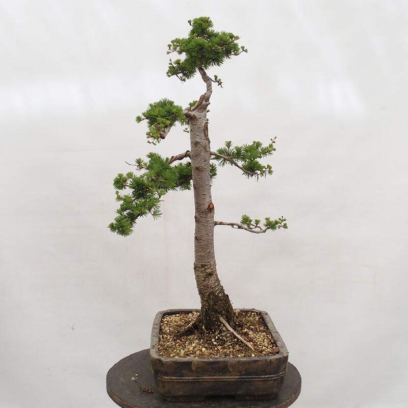 Outdoor bonsai - Larix decidua - Deciduous larch