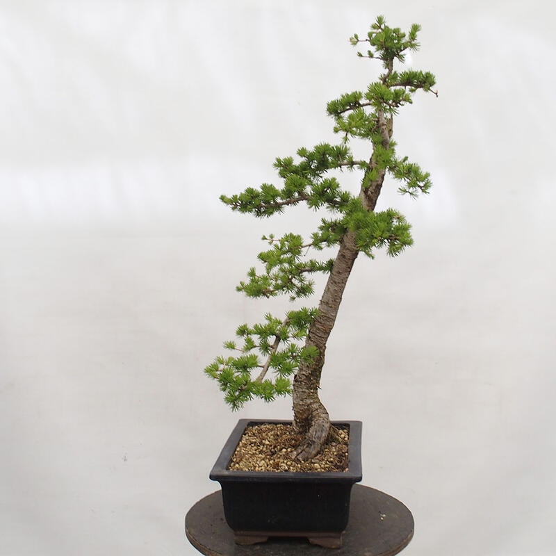 Outdoor bonsai - Larix decidua - Deciduous larch