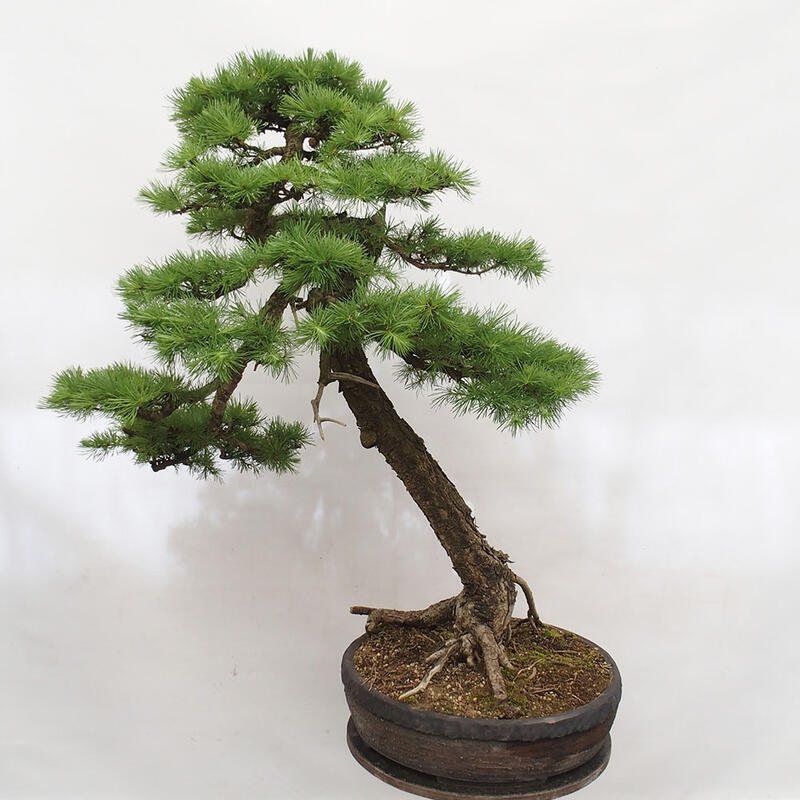 Outdoor bonsai - Larix decidua - Deciduous larch