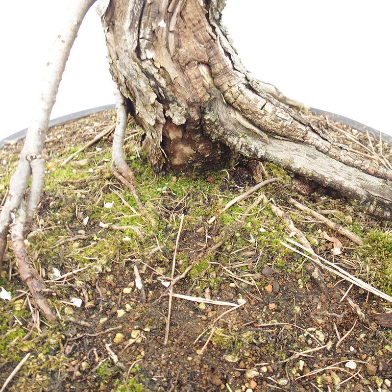 Outdoor bonsai - Larix decidua - Deciduous larch