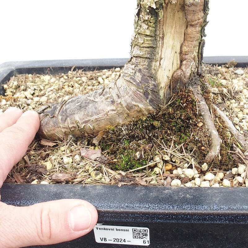 Outdoor bonsai - Larix decidua - Deciduous larch