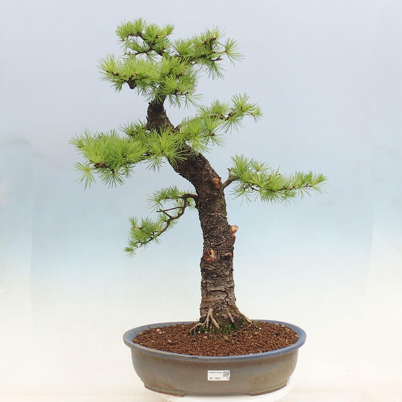 Outdoor bonsai - Larix decidua - Deciduous larch