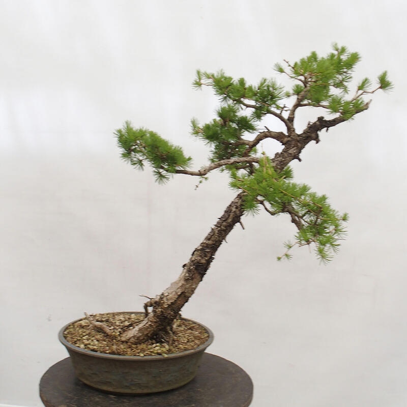 Outdoor bonsai - Larix decidua - Deciduous larch