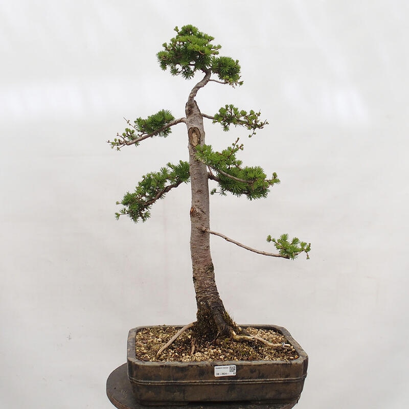 Outdoor bonsai - Larix decidua - Deciduous larch