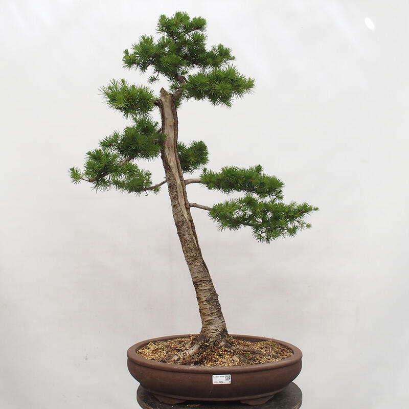 Outdoor bonsai - Larix decidua - Deciduous larch