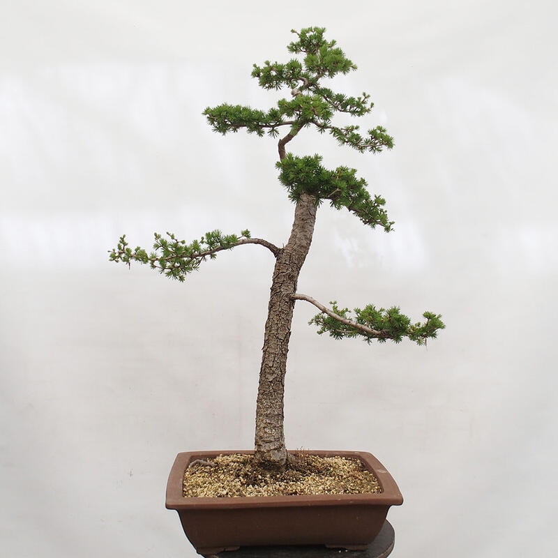 Outdoor bonsai - Larix decidua - Deciduous larch