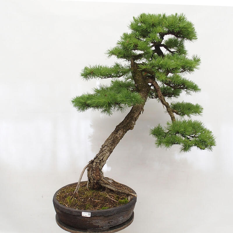 Outdoor bonsai - Larix decidua - Deciduous larch