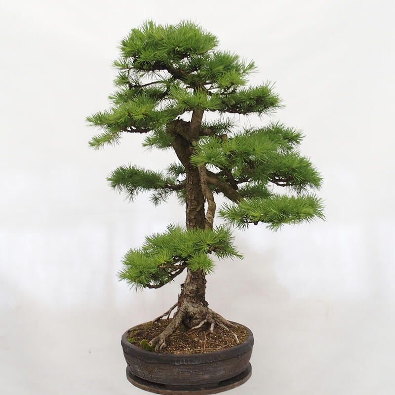 Outdoor bonsai - Larix decidua - Deciduous larch