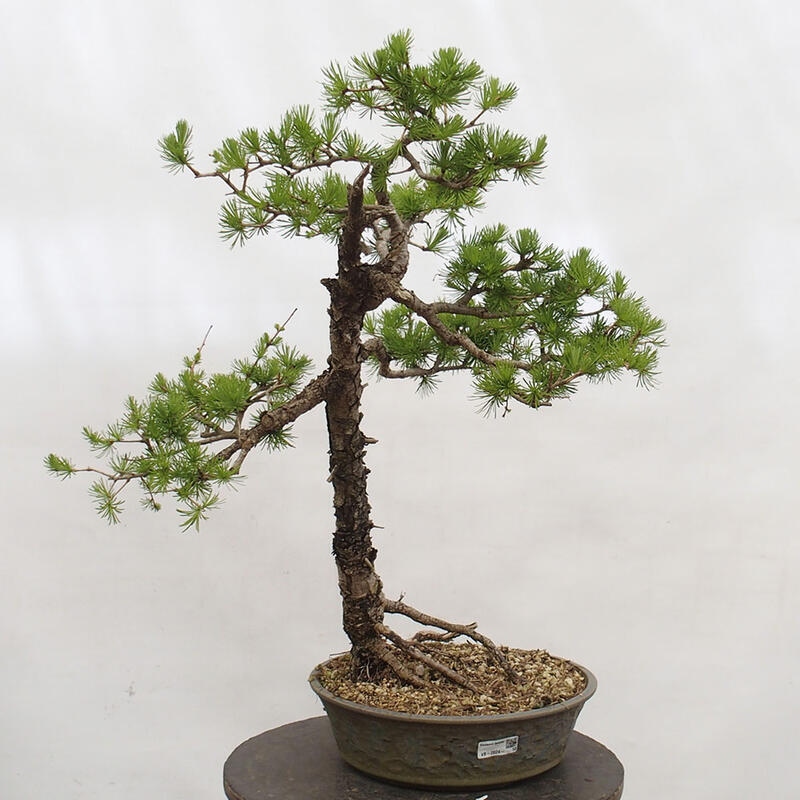 Outdoor bonsai - Larix decidua - Deciduous larch