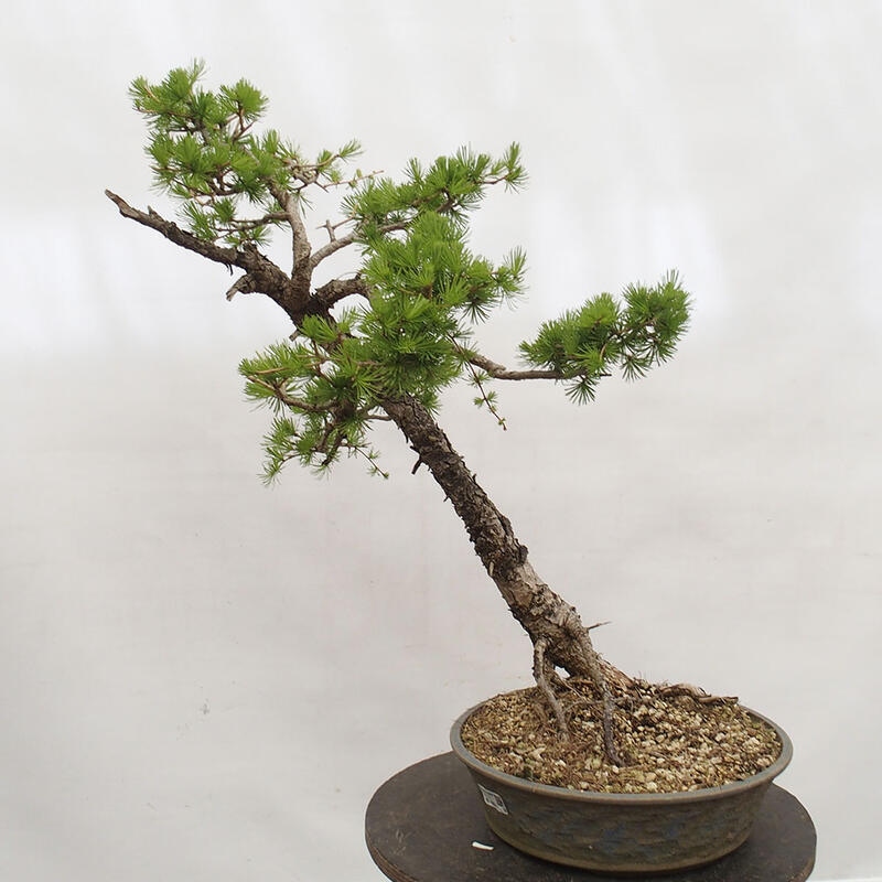 Outdoor bonsai - Larix decidua - Deciduous larch