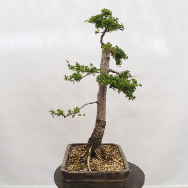 Outdoor bonsai - Larix decidua - Deciduous larch