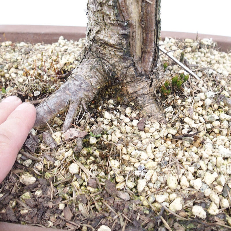 Outdoor bonsai - Larix decidua - Deciduous larch