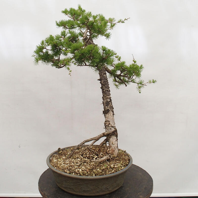 Outdoor bonsai - Larix decidua - Deciduous larch