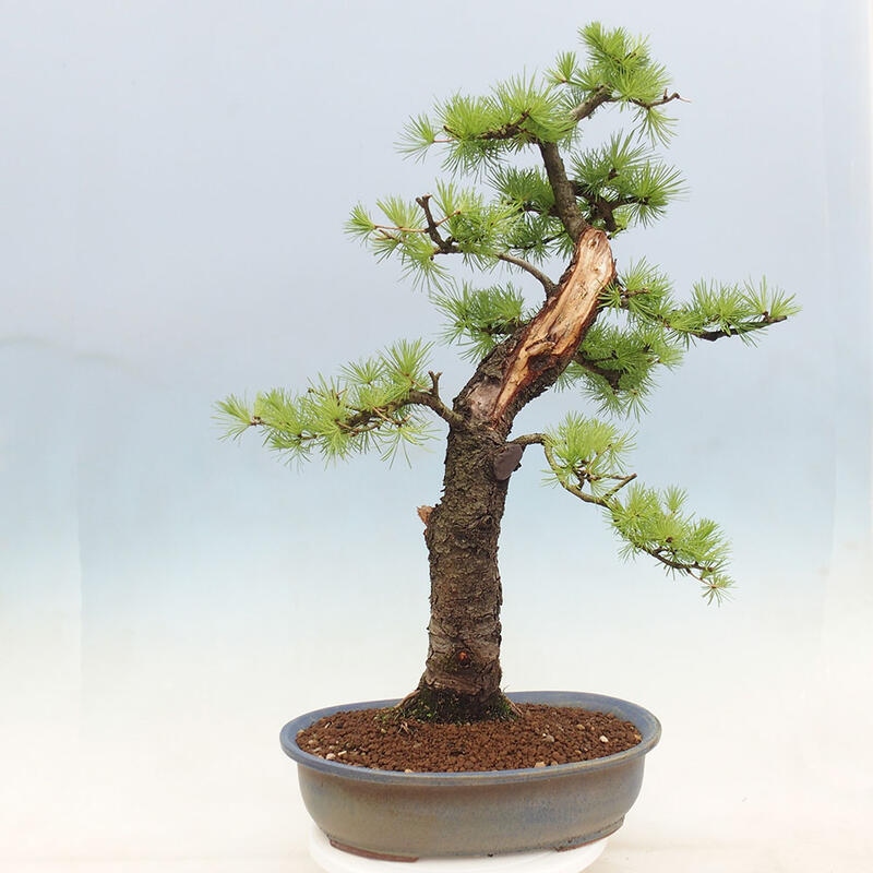 Outdoor bonsai - Larix decidua - Deciduous larch