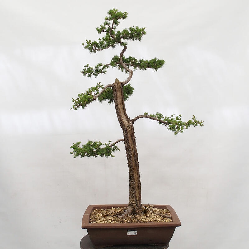 Outdoor bonsai - Larix decidua - Deciduous larch