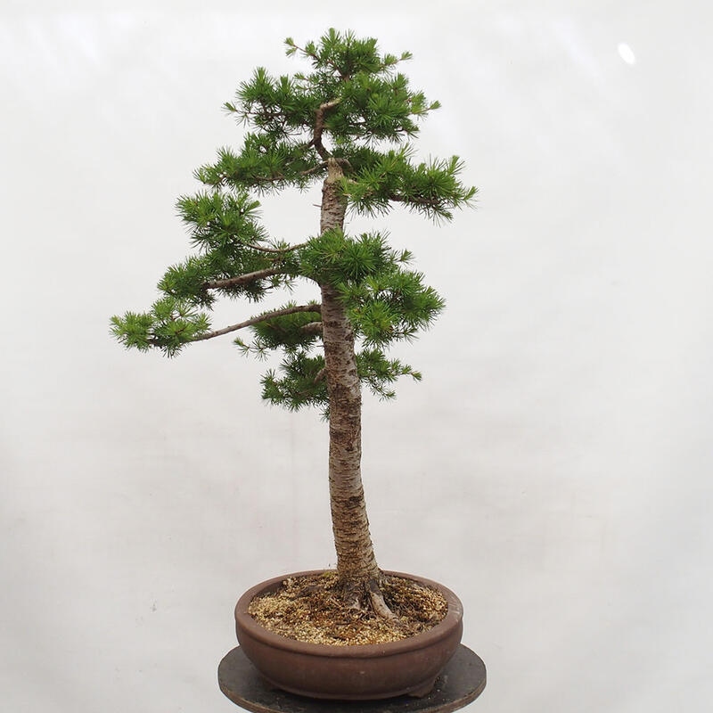 Outdoor bonsai - Larix decidua - Deciduous larch