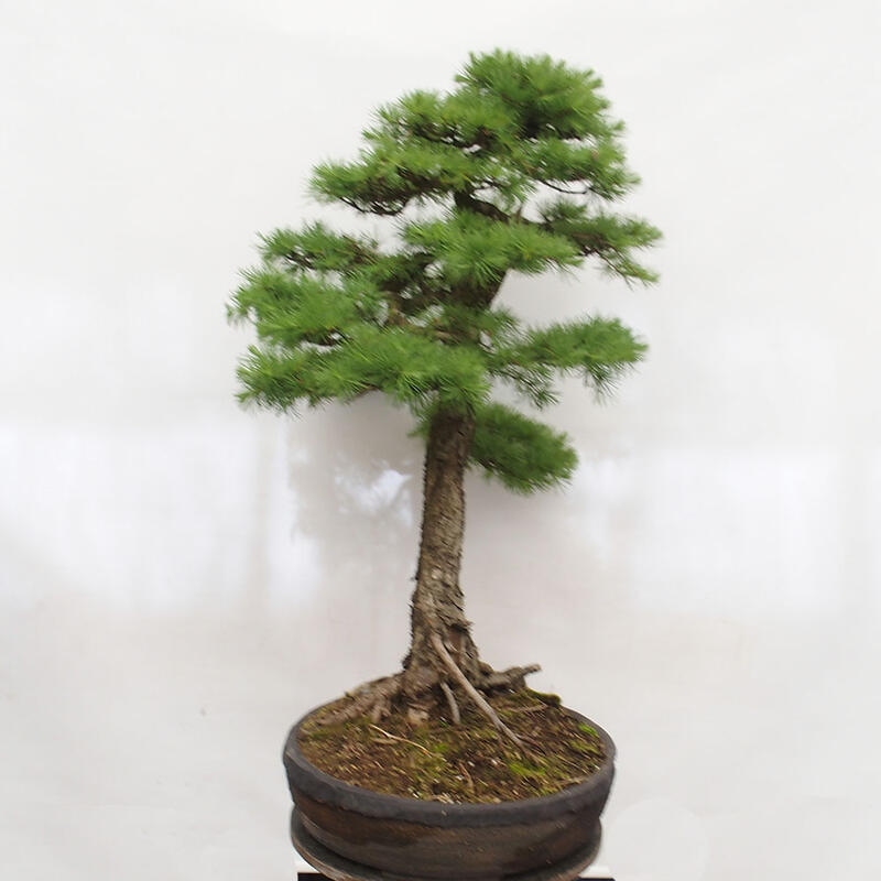 Outdoor bonsai - Larix decidua - Deciduous larch