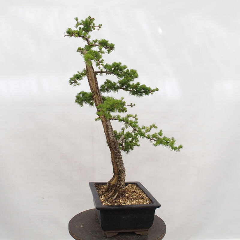 Outdoor bonsai - Larix decidua - Deciduous larch