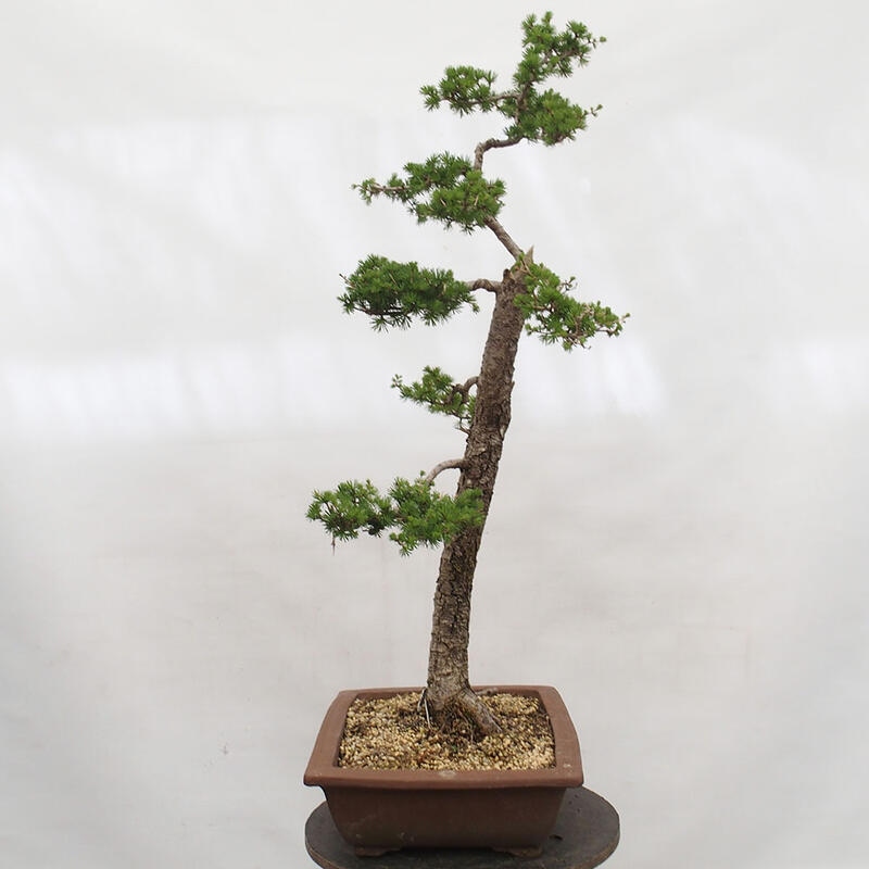 Outdoor bonsai - Larix decidua - Deciduous larch