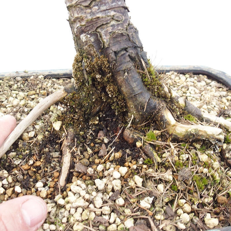 Outdoor bonsai - Larix decidua - Deciduous larch