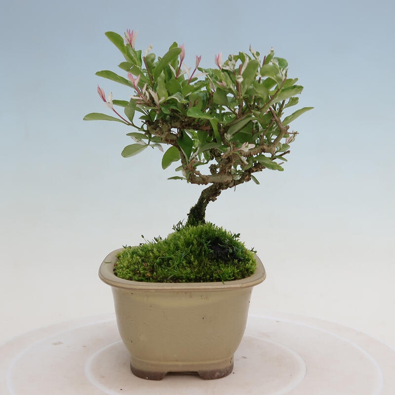 Outdoor bonsai - Ligustrum obtusifolium - Dull-leaved bird's-bill