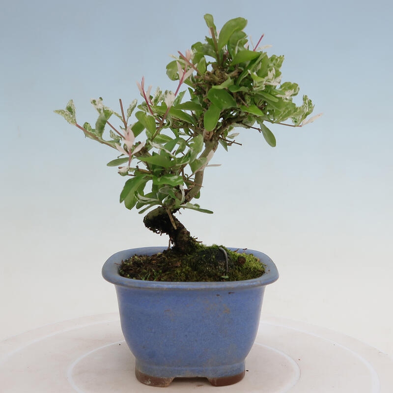 Outdoor bonsai - Ligustrum obtusifolium - Dull-leaved bird's-bill